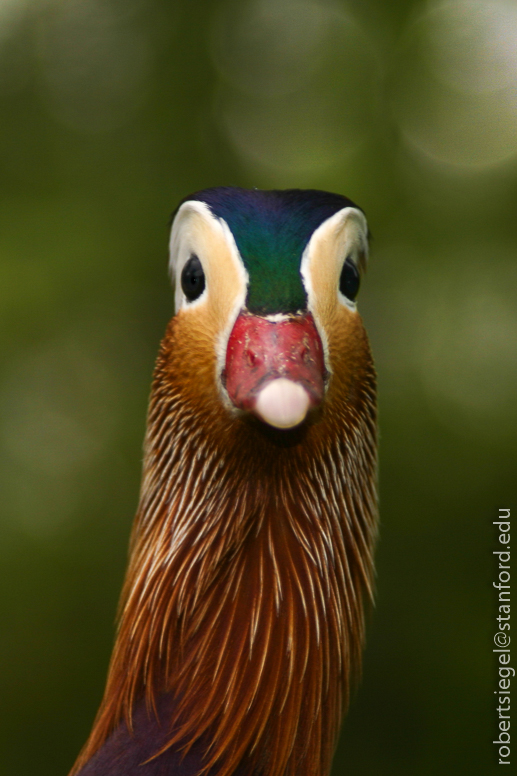 mandarin duck